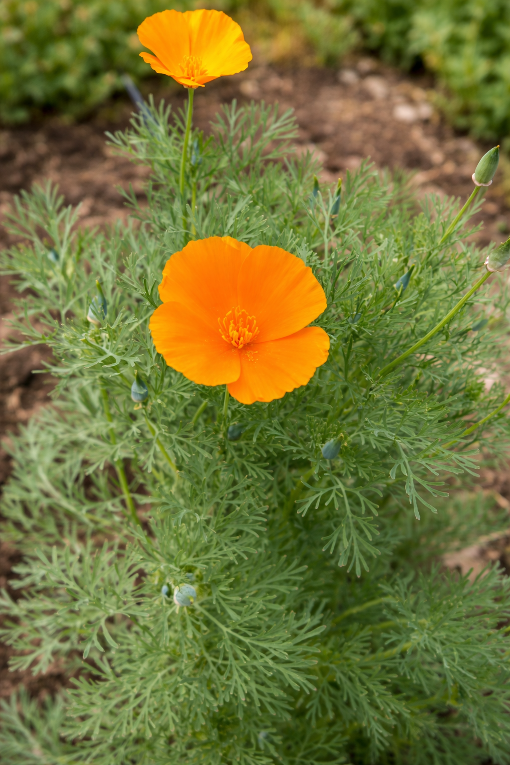 California Poppy Glycerite