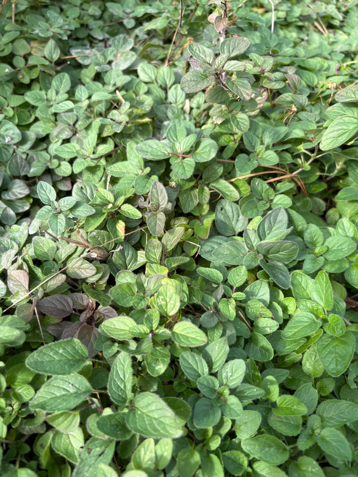 Oregano Hydrosol Spray - Anti-Spray