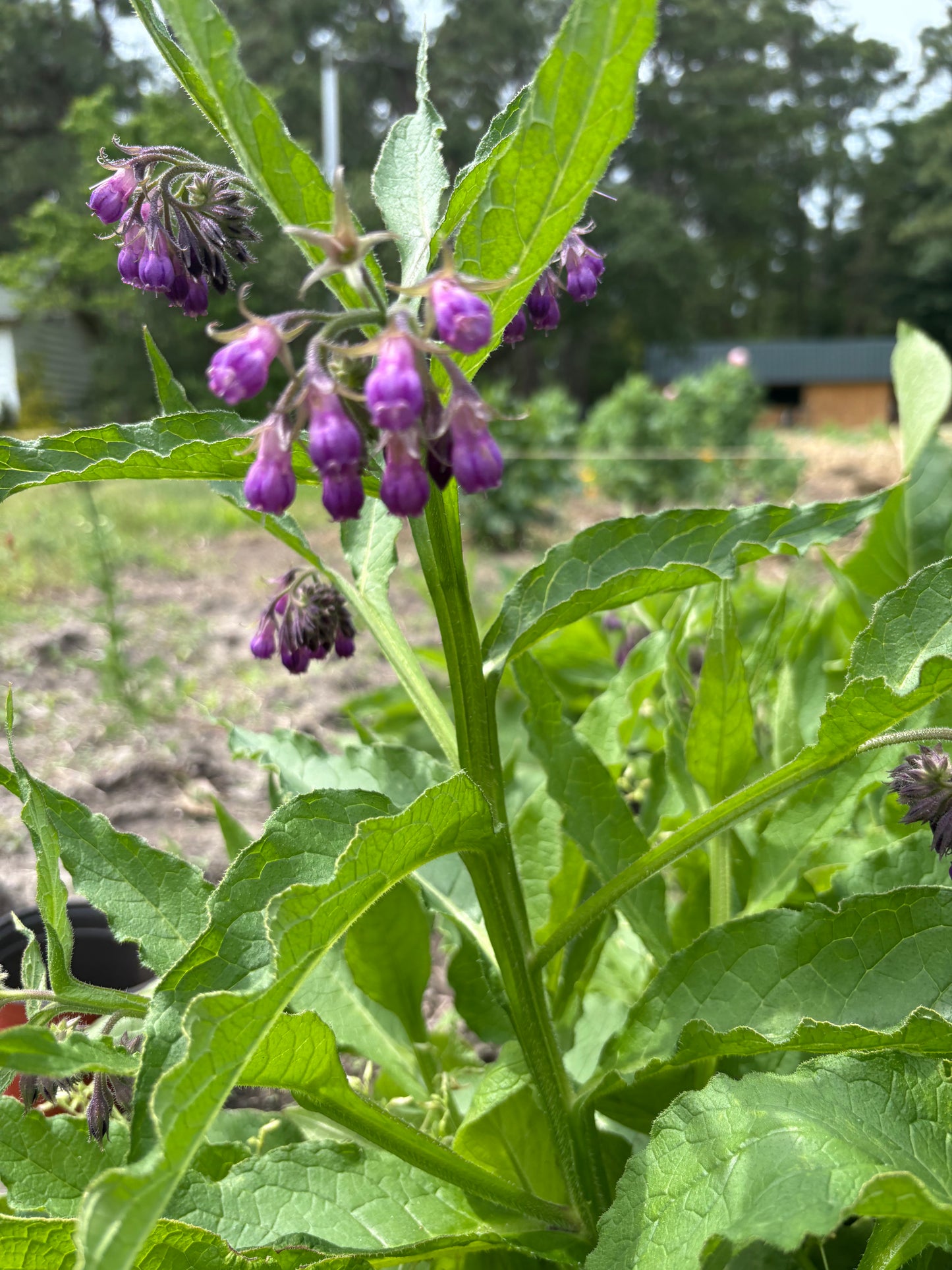 Comfrey Salve