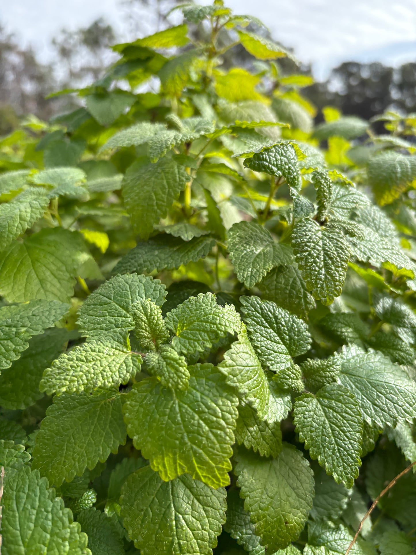 Lemon Balm Glycerite
