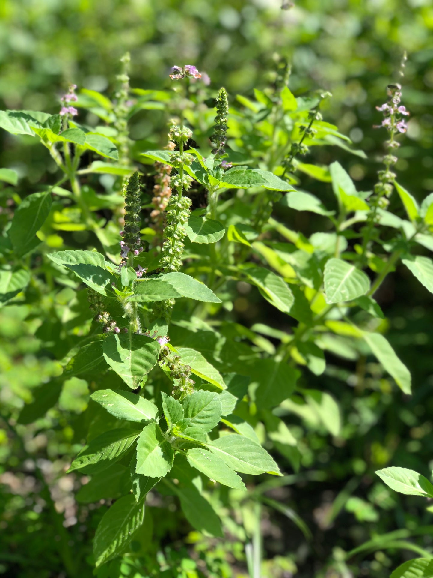 Tulsi Glycerite