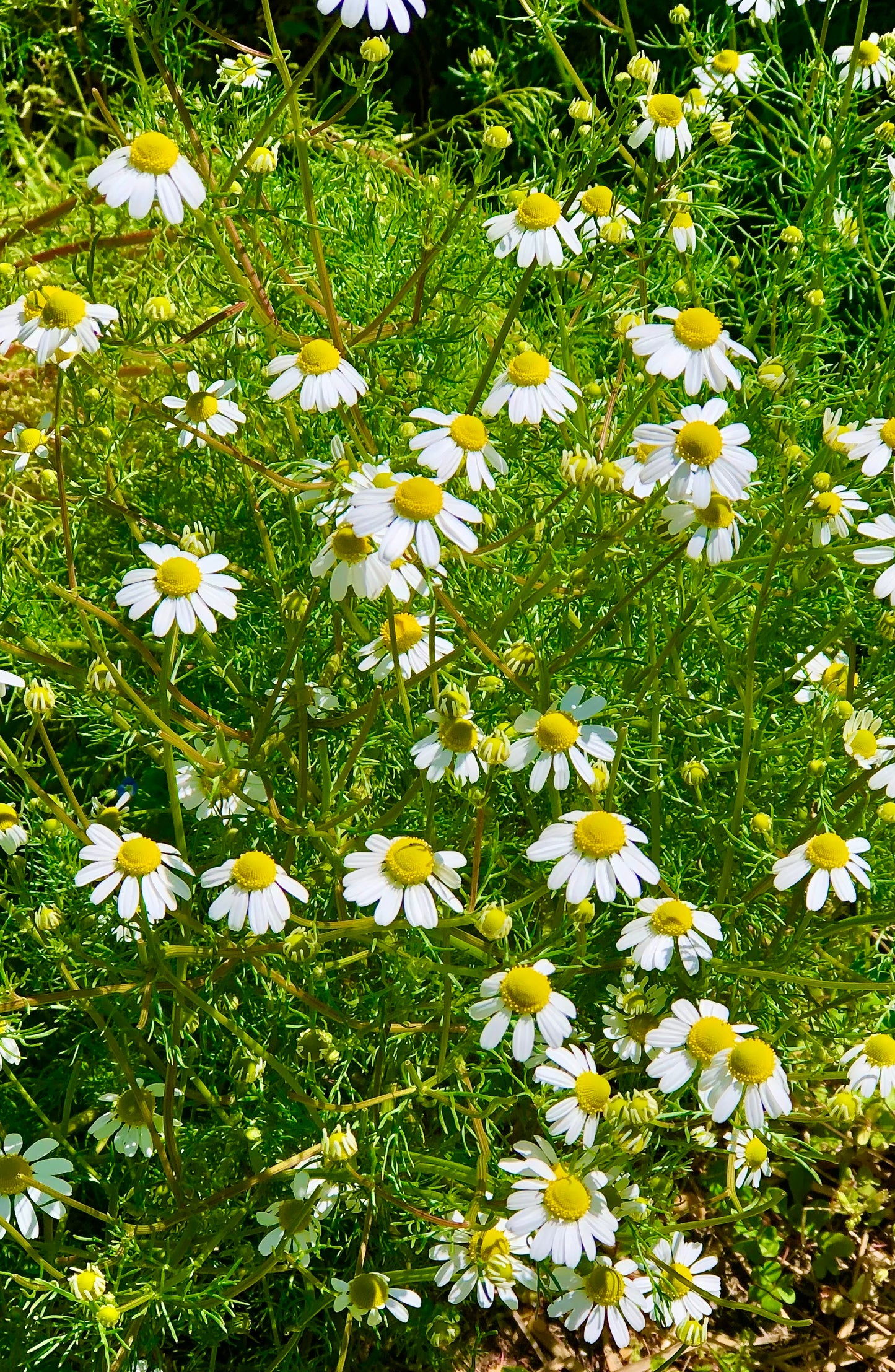 Chamomile Glycerite
